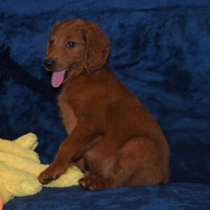 Labradoodle Puppy Aladdin
