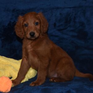 Labradoodle Puppy Aladdin