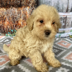 Goldendoodle Puppy Cristine