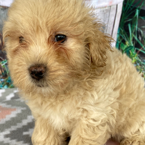 Goldendoodle Puppy Cristine