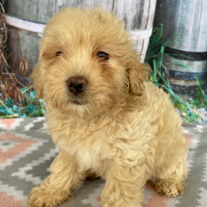 Goldendoodle Puppy Cristine