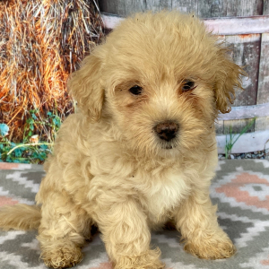 Goldendoodle Puppy Cristine