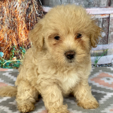 Goldendoodle Puppy Cristine