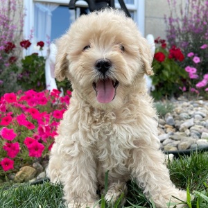 Goldendoodle Puppy Cristine