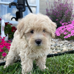 Goldendoodle Puppy Cristine