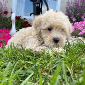 Goldendoodle Puppy Cristine