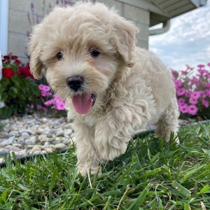 Goldendoodle Puppy Cristine