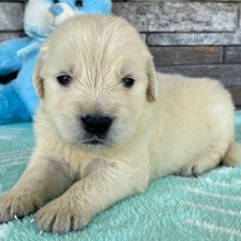 Golden Retriever Puppy Audrey