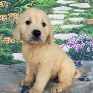 Golden Retriever Puppy Audrey