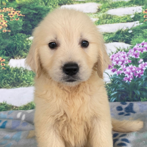 Golden Retriever Puppy Audrey