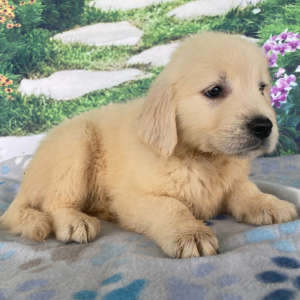 Golden Retriever Puppy Audrey