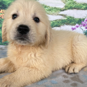 Golden Retriever Puppy Audrey