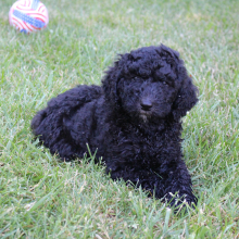 Labradoodle Puppy Harvey