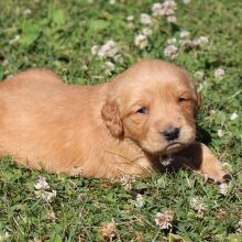 Golden Retriever Puppy Gena