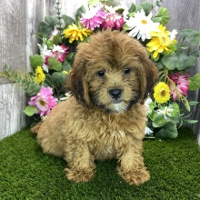 Shihpoo Puppy Danny