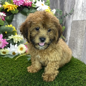 Shihpoo Puppy Danny