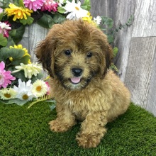 Shihpoo Puppy Danny
