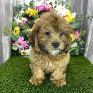 Shihpoo Puppy Danny