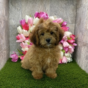 Shihpoo Puppy Danny