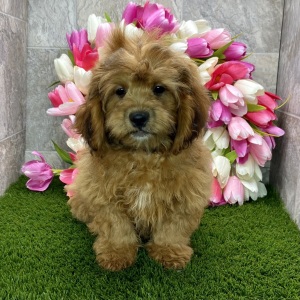 Shihpoo Puppy Danny