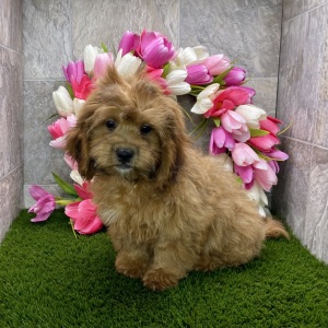 Shihpoo Puppy Danny
