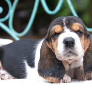 Basset Hound Puppy Lily Claire