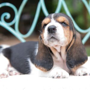 Basset Hound Puppy Lily Claire