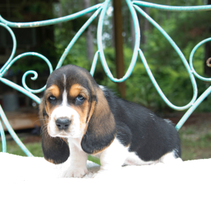Basset Hound Puppy Lily Claire