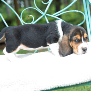Basset Hound Puppy Lily Claire