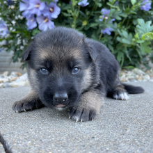 German Shepherd Dog Puppy Dallas