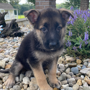 German Shepherd Dog Puppy Dallas