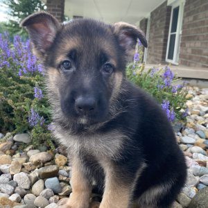 German Shepherd Dog Puppy Dallas
