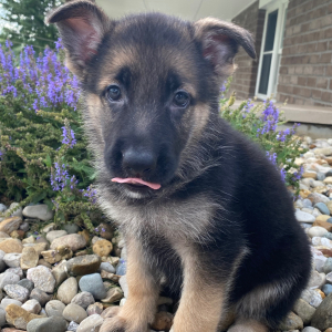 German Shepherd Dog Puppy Dallas