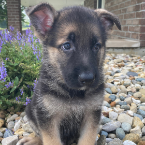German Shepherd Dog Puppy Dallas