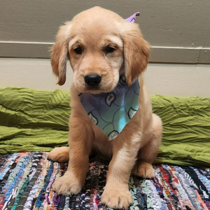 Golden Retriever Puppy Dahlia