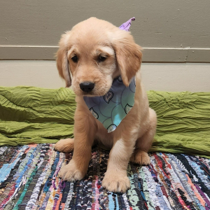 Golden Retriever Puppy Dahlia