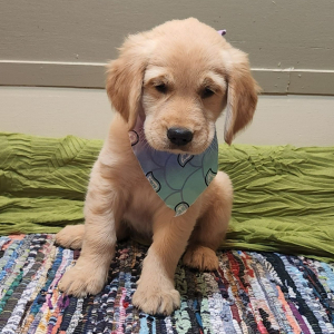 Golden Retriever Puppy Dahlia