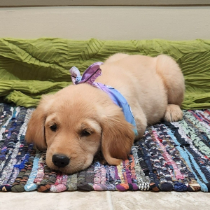 Golden Retriever Puppy Dahlia