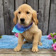 Golden Retriever Puppy Dahlia