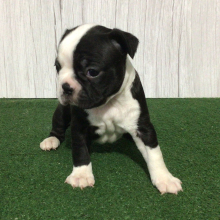 Boston Terrier Puppy Silver