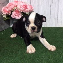 Boston Terrier Puppy Silver