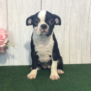 Boston Terrier Puppy Silver