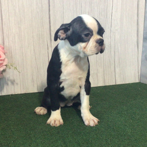Boston Terrier Puppy Silver