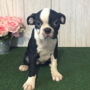 Boston Terrier Puppy Silver