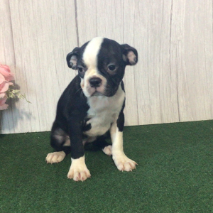 Boston Terrier Puppy Silver