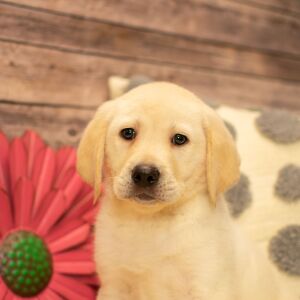 Labrador Retriever Puppy Drake