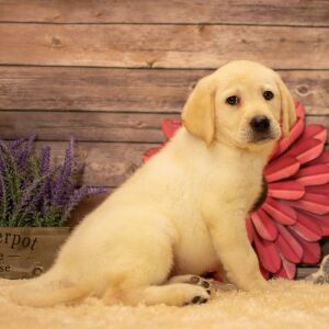 Labrador Retriever Puppy Drake
