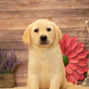 Labrador Retriever Puppy Drake