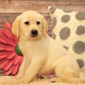 Labrador Retriever Puppy Drake