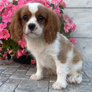 Cavalier King Charles Spaniel Puppy Winnie